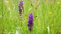 vstavač orchid-5282424 1280